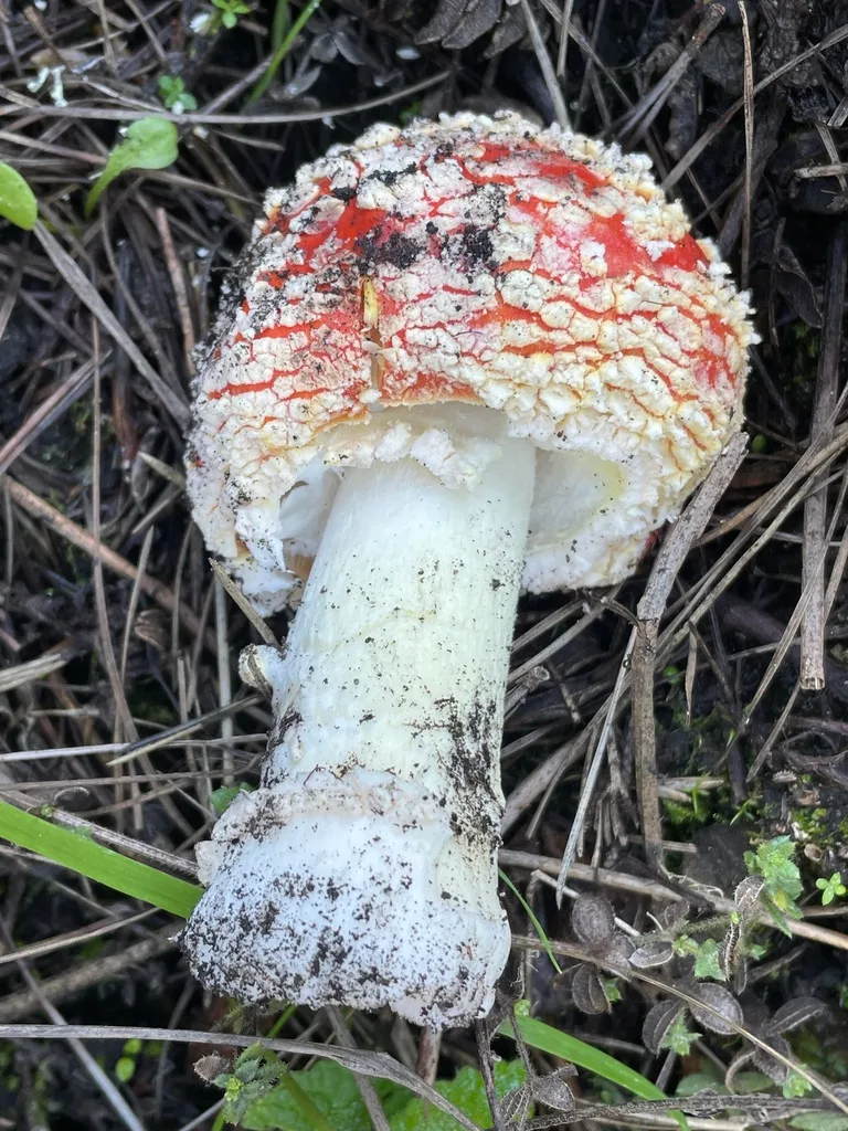 Amanita muscaria