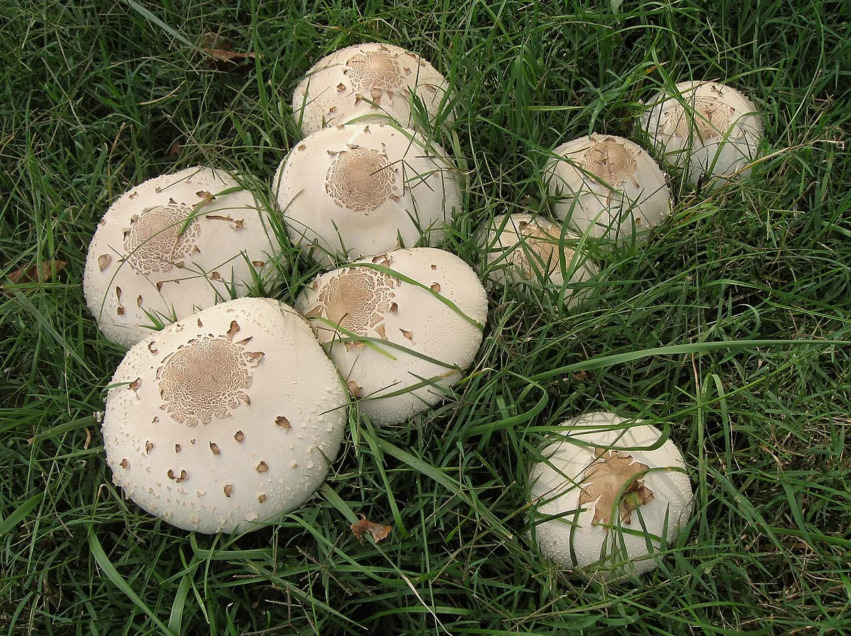 Chlorophyllum molybdites