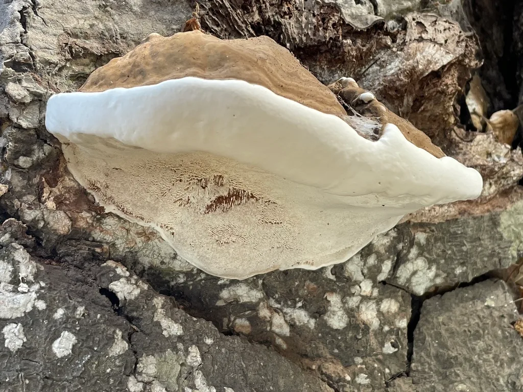 Ganoderma applanatum