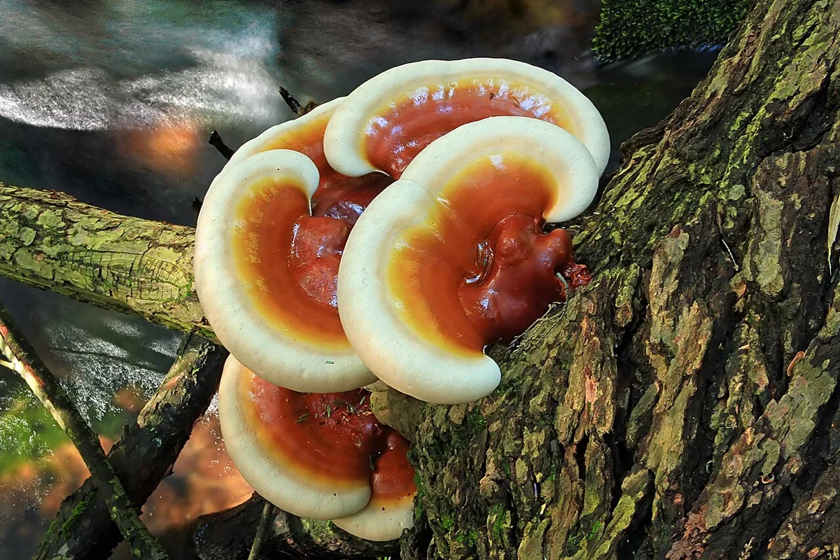 Ganoderma tsugae