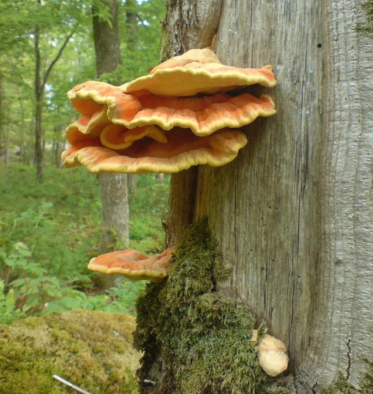 Laetiporus sulphureus